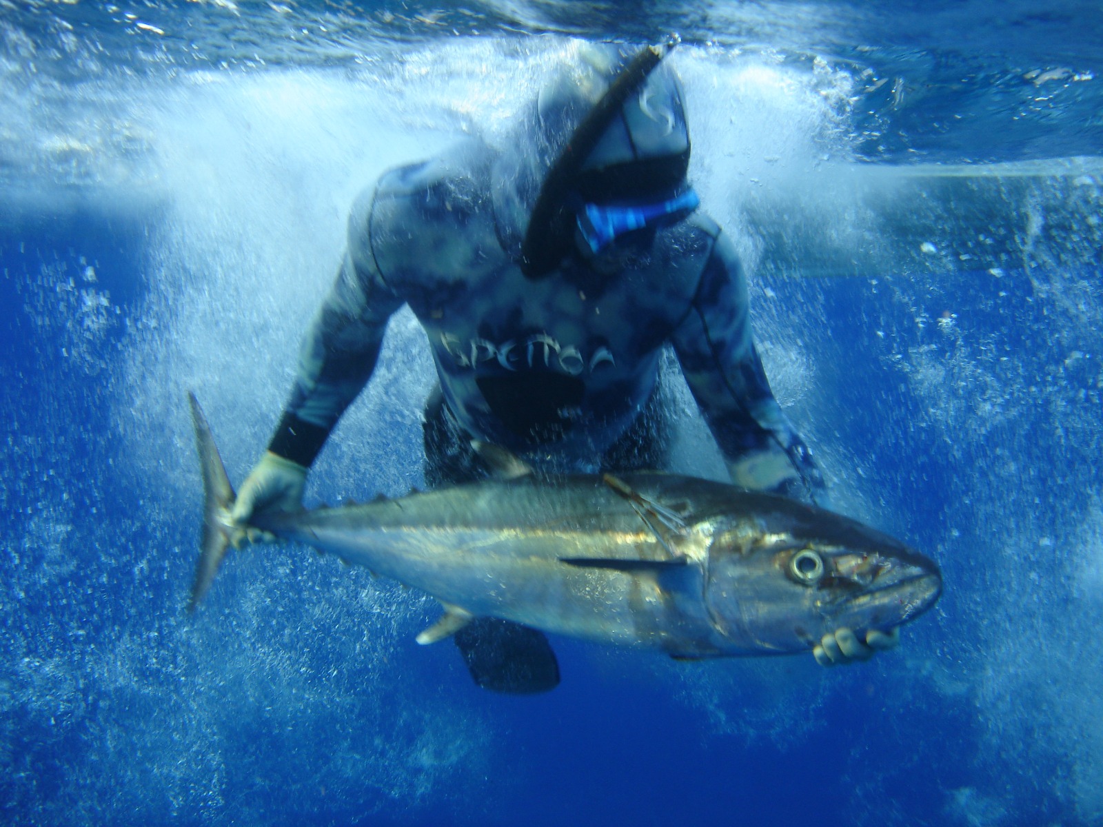 Underwater game: An introduction to spearfishing